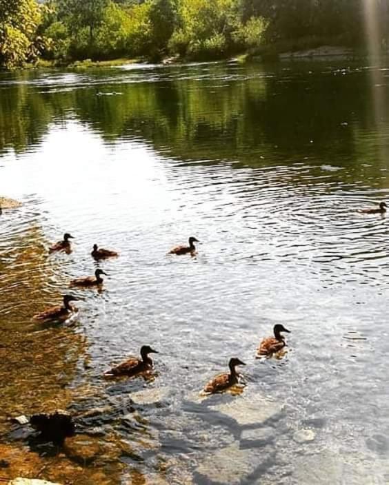 Flora&Fauna Bihać Extérieur photo